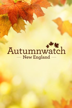 Autumnwatch New England (2018) poster