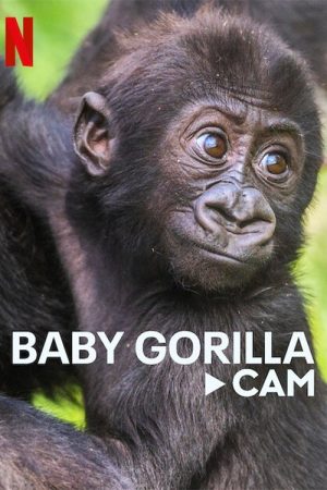 Baby Gorilla Cam (2023) poster