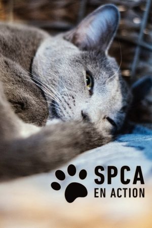 SPCA en action (2018) poster