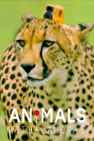 Animals with Cameras (2018) poster