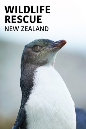 Wildlife Rescue New Zealand (2019) poster