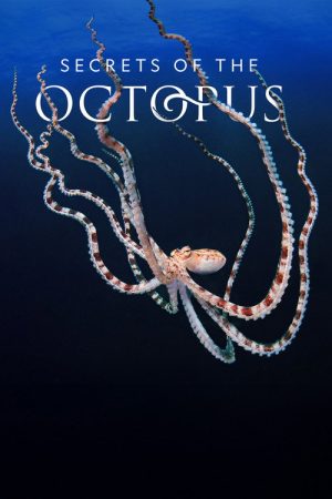 Secrets of the Octopus (2024) poster