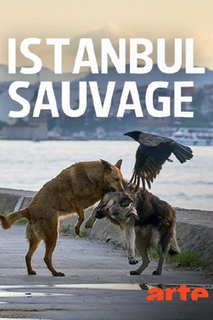 Istanbul sauvage (2021) poster