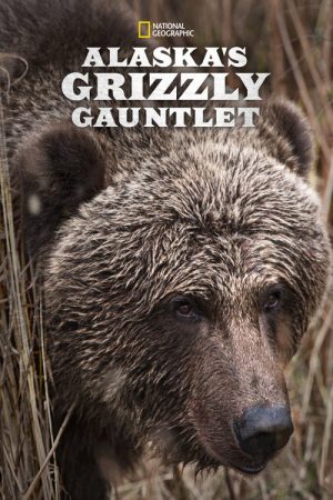 Alaska’s Grizzly Gauntlet (2018) poster