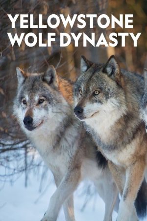 Yellowstone Wolf Dynasty (2018) poster