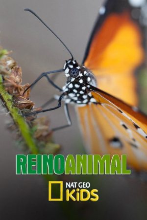 Reino Animal (2018) poster