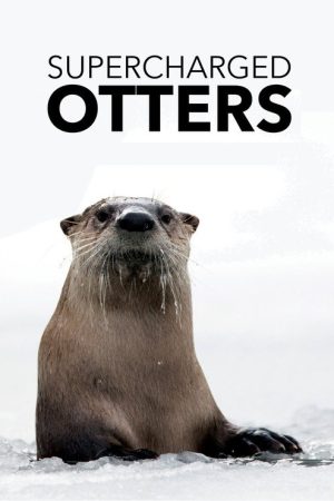 Supercharged Otters (2017) poster