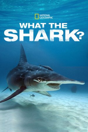 What the Shark? (2020) poster