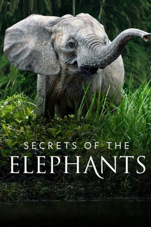 Secrets of the Elephants (2023) poster