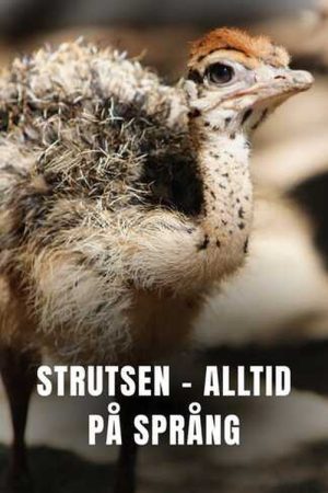 Ostrich – A Life On The Run (2026) poster