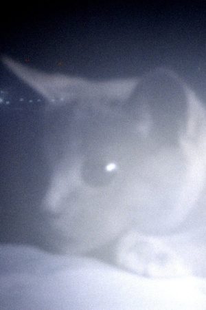 Somos animales (2023) poster