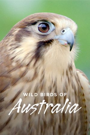Wild Birds of Australia (2016) poster