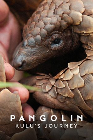 Pangolin: Kulu’s Journey (2025) poster
