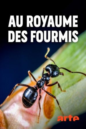Au royaume des fourmis (2019) poster