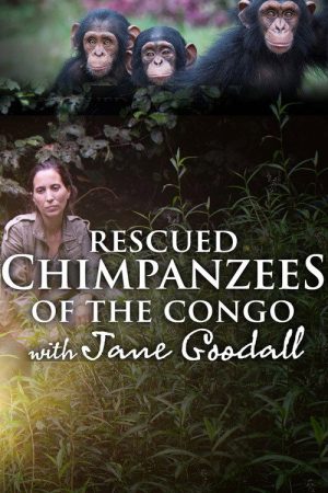 Rescued Chimpanzees of the Congo with Jane Goodall (2021) poster