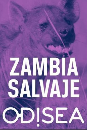 Tales from Zambia (2018) poster