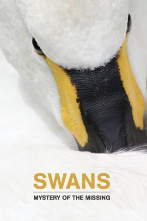 Swans: Mystery of the Missing (2019) poster