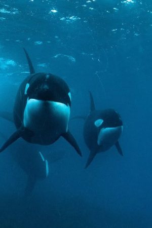 0800 SEE ORCA (2022) poster