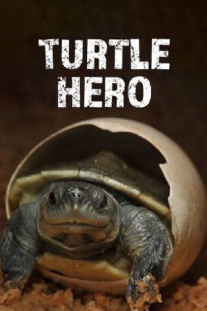 Turtle Hero (2016) poster