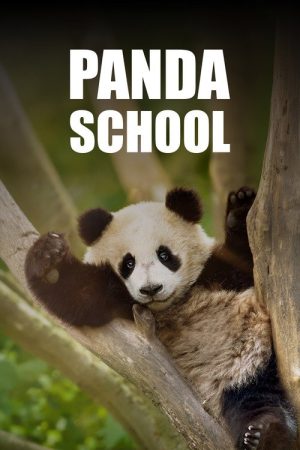 Panda School (2026) poster