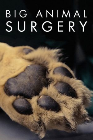 Big Animal Surgery (2019) poster