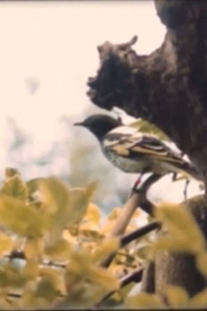 Dawn Chorus (2021) poster