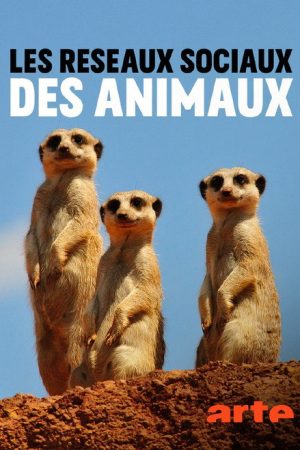 Animal Social Network (2021) poster