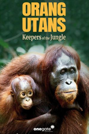 Orang Utans – Keepers of the Jungle (2025) poster