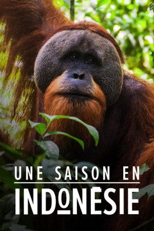 Une saison en Indonésie (2019) poster
