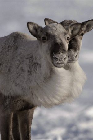 Caribou Nation (2026) poster