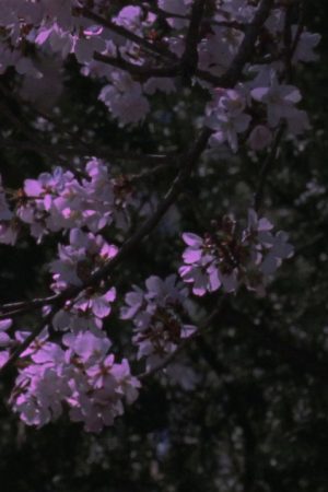 Spring Songs (2017) poster