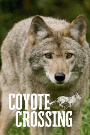 Coyote Crossing (2026) poster