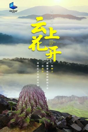 云上花开 (2023) poster