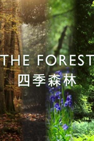 The Forest (2017) poster