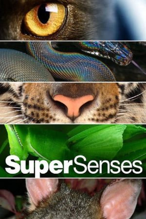 Supersenses (2019) poster