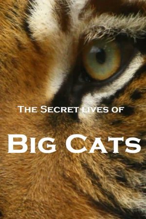 The Secret Lives Of Big Cats (2020) poster