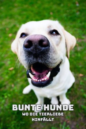 Bunte Hunde poster