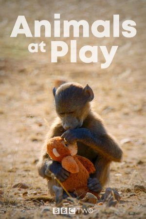 Animals at Play (2019) poster