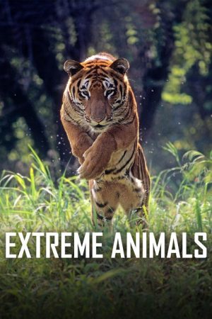 Extreme Animals (2017) poster
