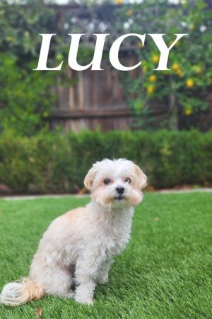 Lucy (2024) poster