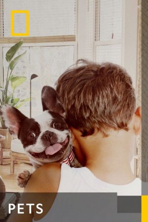 Pets (2023) poster