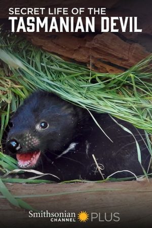 Secret Life Of The Tasmanian Devil (2016) poster