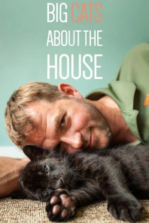 Big Cats About The House (2018) poster