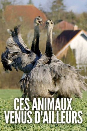 Ces animaux venus d’ailleurs (2021) poster