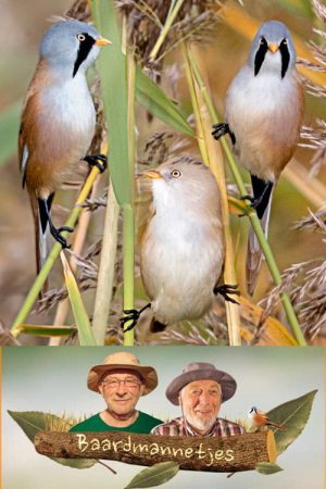 Baardmannetjes (2017) poster