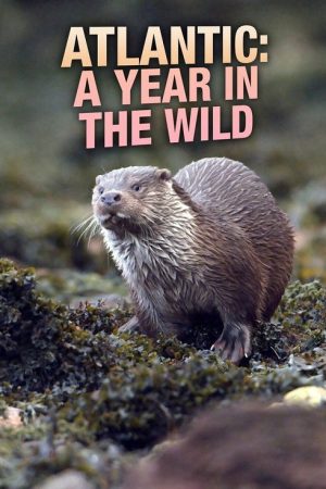 Atlantic: A Year in the Wild (2020) poster
