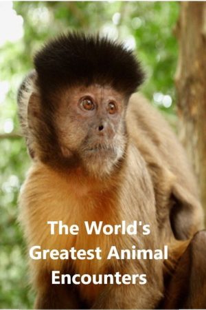 World’s Greatest Animal Encounters (2020) poster