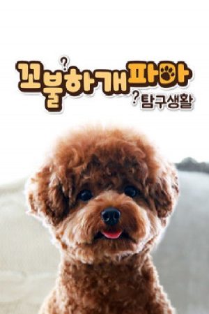 꼬불하개파마 탐구생활 (2019) poster