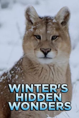 Winter’s Hidden Wonders (2020) poster