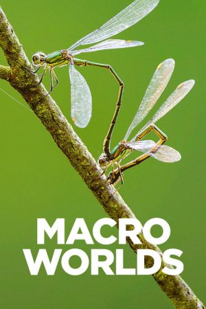 Macro Worlds (2017) poster